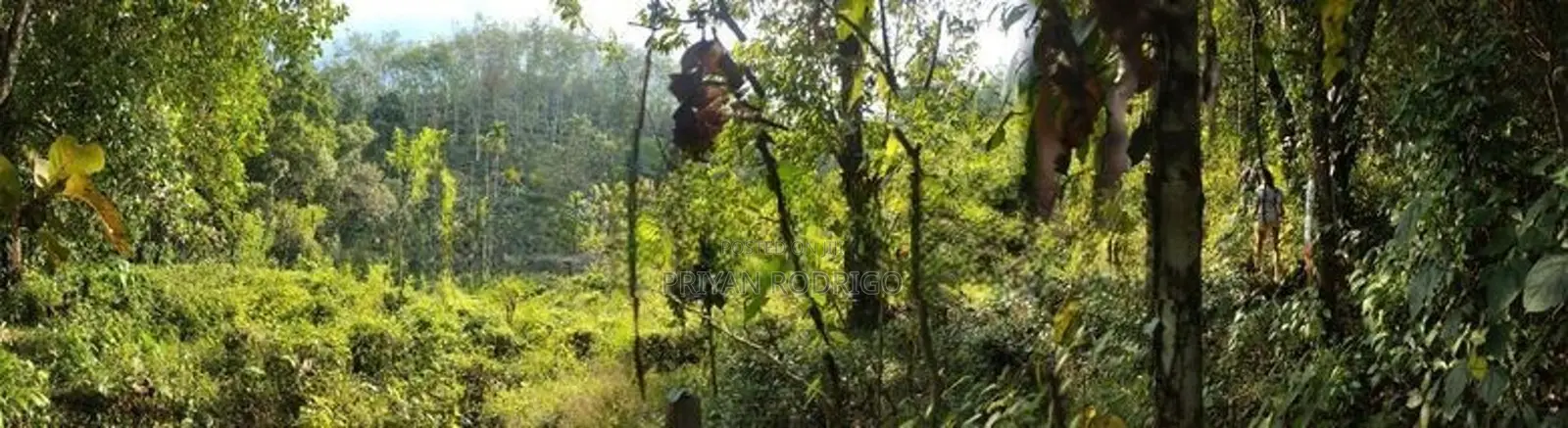 Kitulgala – Welithuduwa Road 416 Perches of Land for Sale