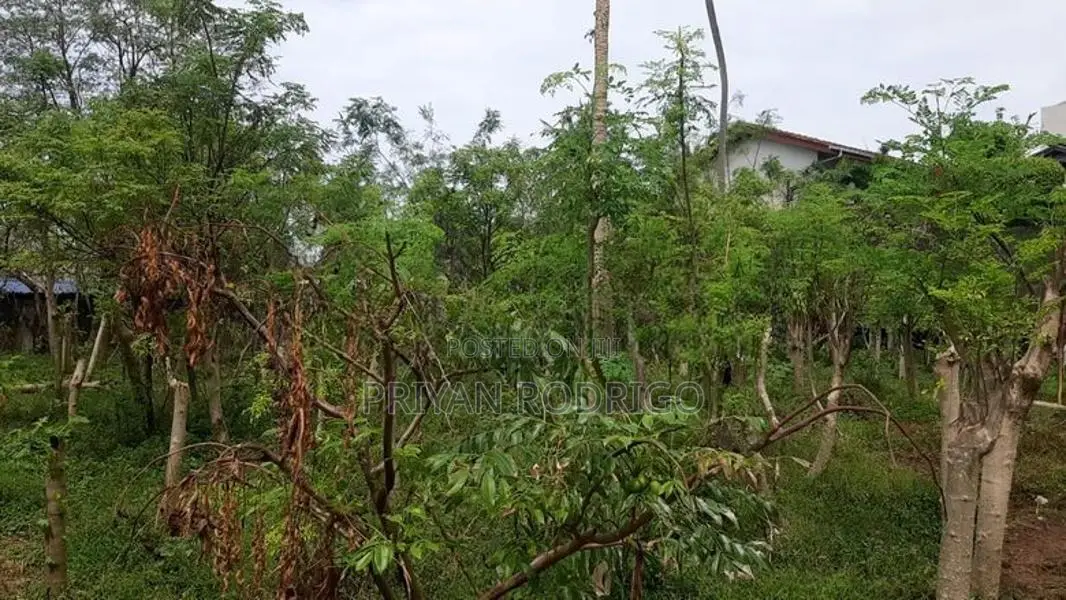 Kalubowila 30+ Perches of Land for Sale