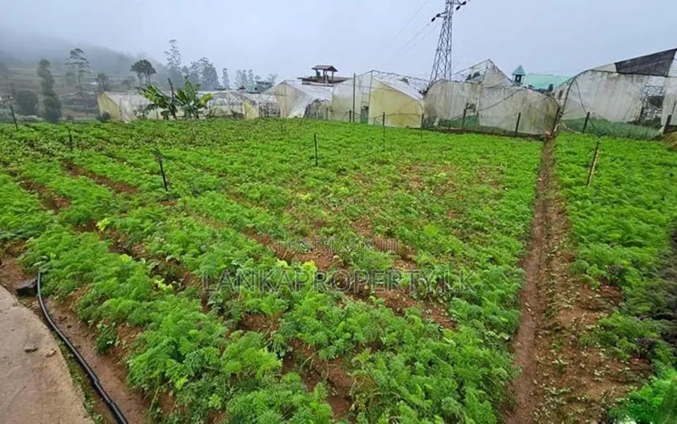 20-Perch Land for Sale at Kudaoya, Near Nuwara Eliya Town.