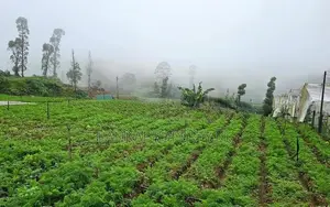 20-Perch Land for Sale at Kudaoya, Near Nuwara Eliya Town.