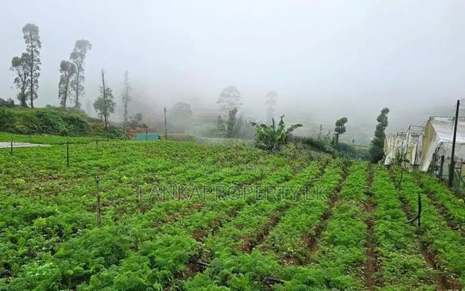 20-Perch Land for Sale at Kudaoya, Near Nuwara Eliya Town.