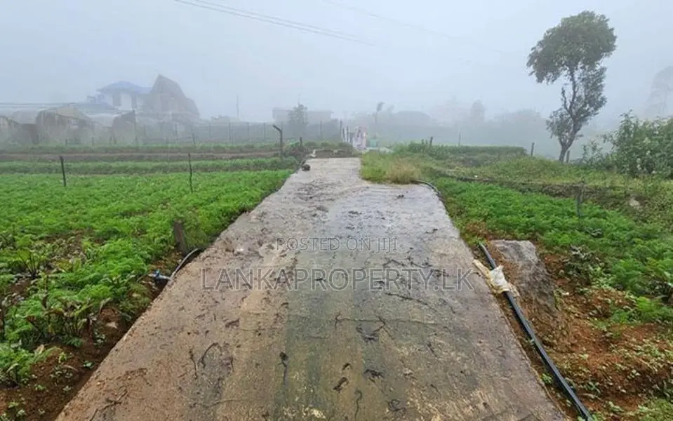 20-Perch Land for Sale at Kudaoya, Near Nuwara Eliya Town.