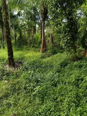 Divulapitiya පර්චස් 52 ක සාරවත් ඉඩමක් විකිනීමට