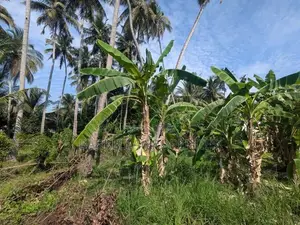 16.5P Valuable Residential Land - Wariyapola (Police Junction)