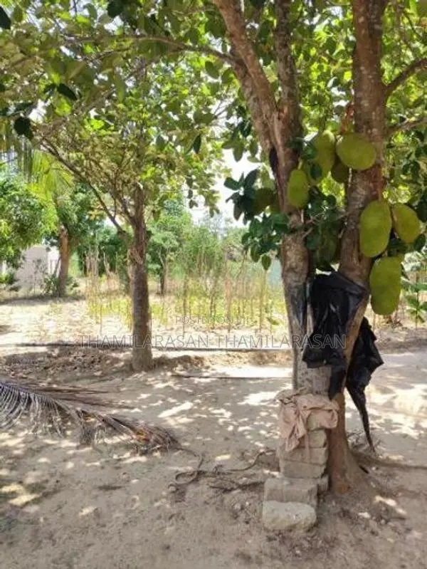 Land For Sale - Kilinochchi