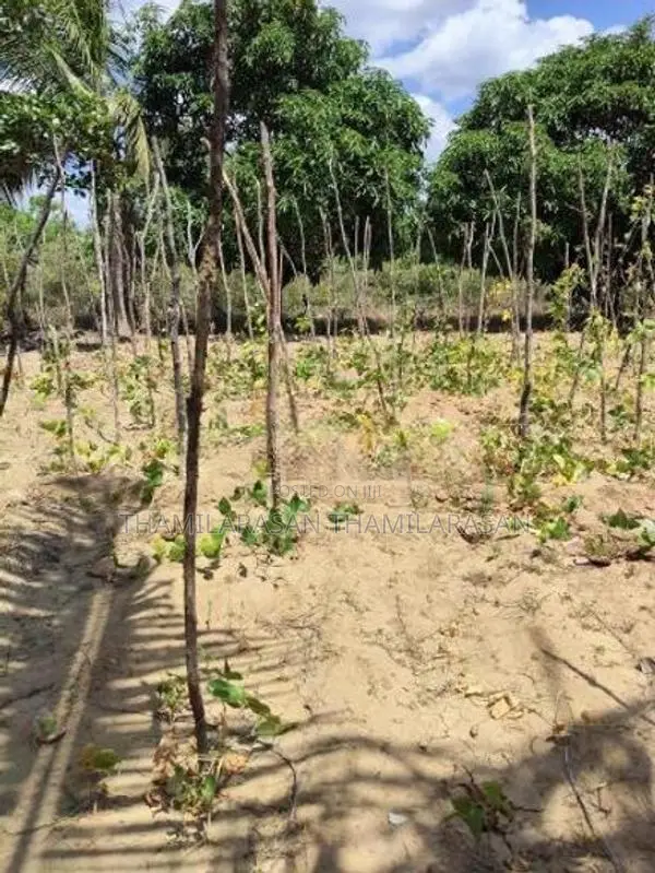Land For Sale - Kilinochchi