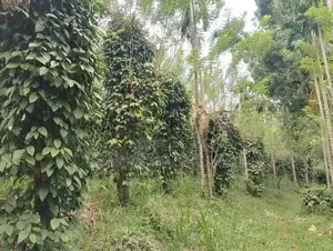 දියලුම ඇල්ල සංචාරක කලාපයට ලගින්ම අගනා ඉඩමක් විකිණීමට