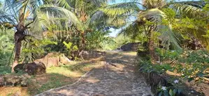 Land with Holiday Villa and 2 Acres Cinnamon in Poddala, Galle