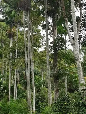 දියලුම ඇල්ල සංචාරක කලාපයට ලගින්ම අගනා ඉඩමක් විකිණීමට