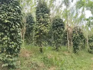 දියලුම ඇල්ල සංචාරක කලාපයට ලගින්ම අගනා ඉඩමක් විකිණීමට