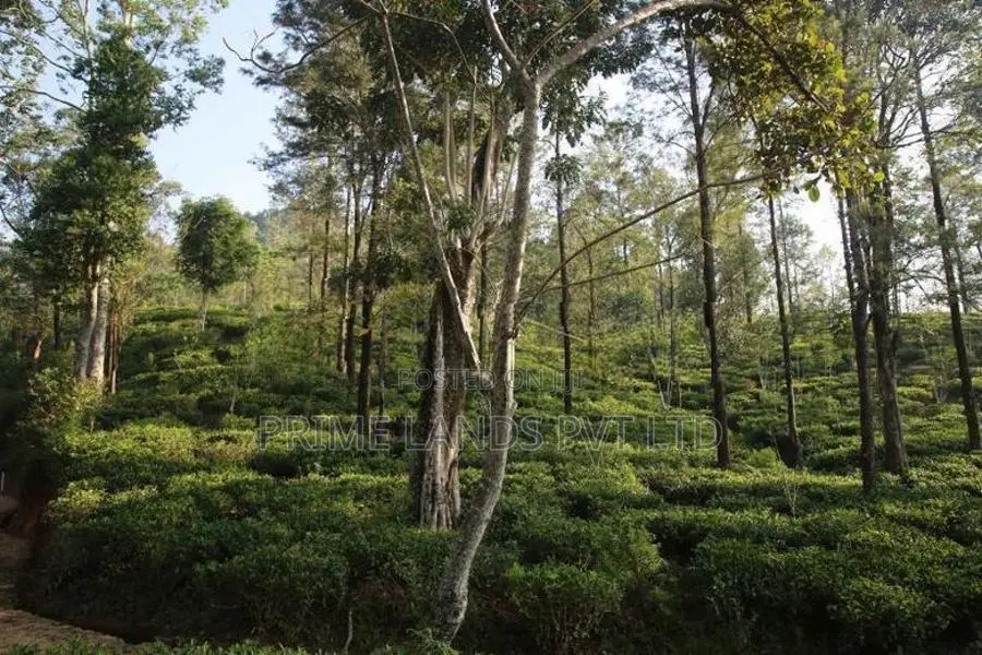 Land for Sale Ramboda