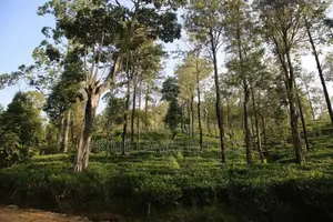 Land for Sale Ramboda