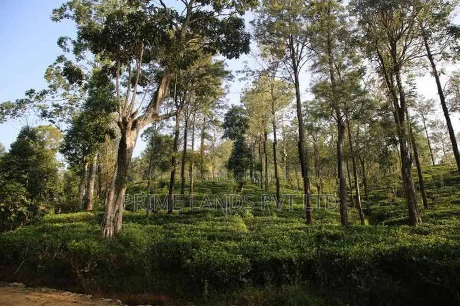 Land for Sale Ramboda