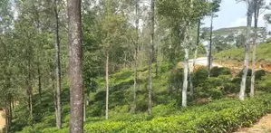 Land for Sale Ramboda