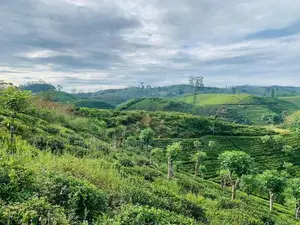 Land for Sale Hatton