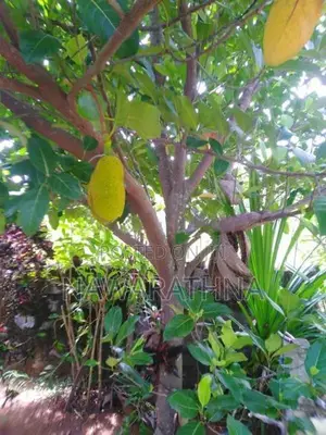 Ethiliwewa 10 Perch Land for Sale
