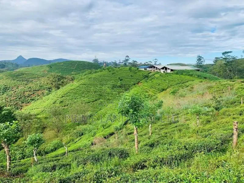 Land for Sale Hatton