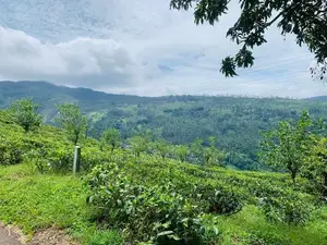 Land for Sale Pundaluoya