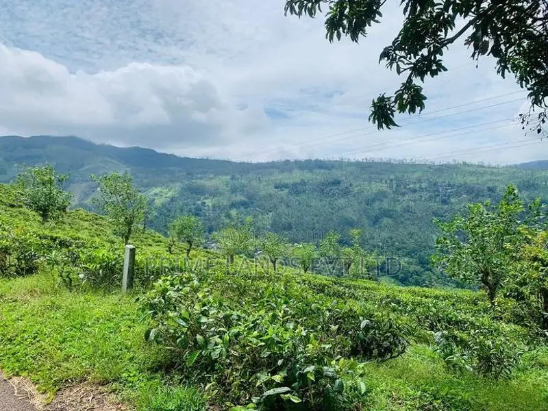 Land for Sale Pundaluoya
