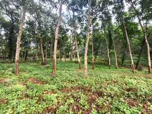 Valuable 5 Acres of Rubber Land for Sale on Udulla, Mirigama.