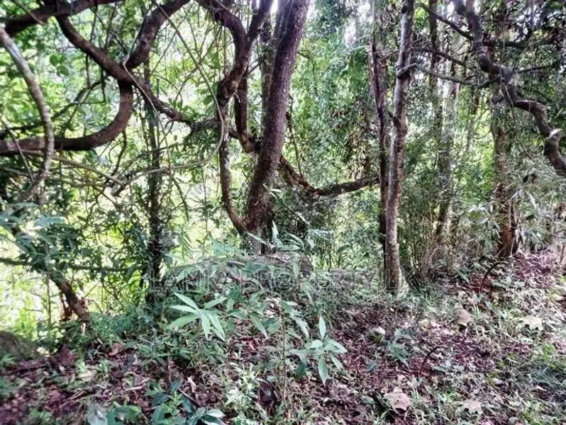 2.5-Acre Scenic Land for Sale – Belihuloya, Balangoda.