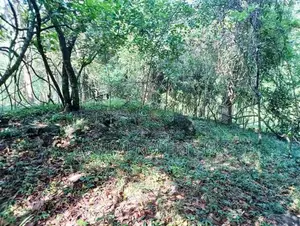 2.5-Acre Scenic Land for Sale – Belihuloya, Balangoda.