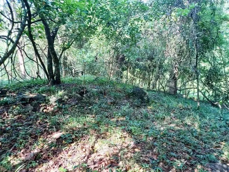 2.5-Acre Scenic Land for Sale – Belihuloya, Balangoda.