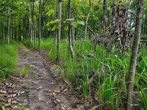 One Acre Mature Teak Land for Sale in Dambulla