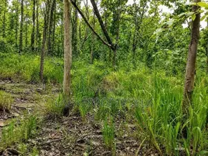 One Acre Mature Teak Land for Sale in Dambulla