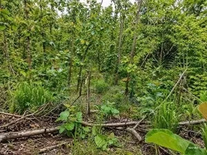 One Acre Mature Teak Land for Sale in Dambulla