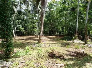 Gampaha 124 Perches of Land with a House for Sale