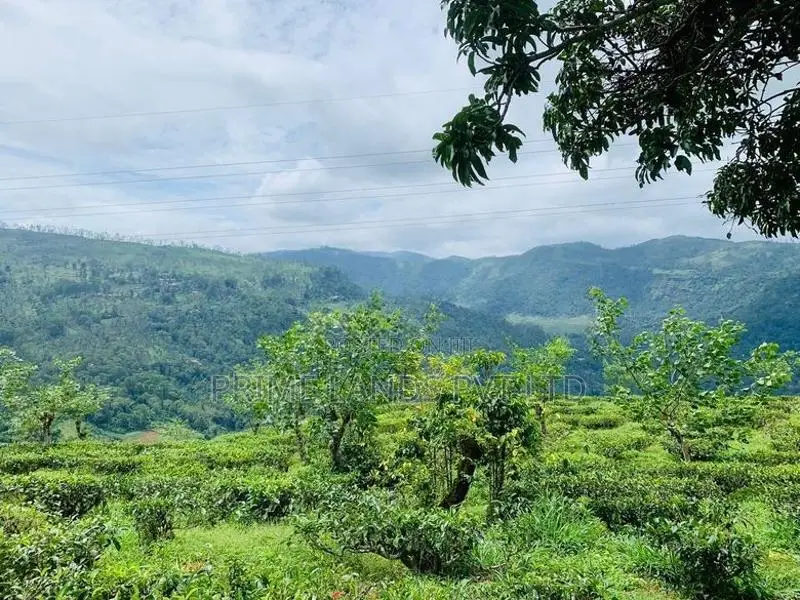 Beautiful Land in Pudaluoya