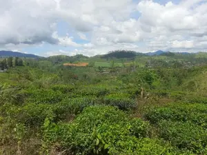 Land for Sale in Hatton