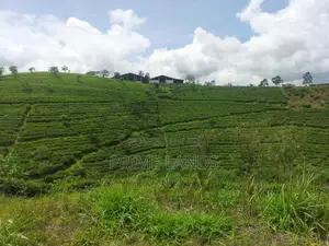Land for Sale in Hatton