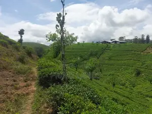 Land for Sale in Hatton