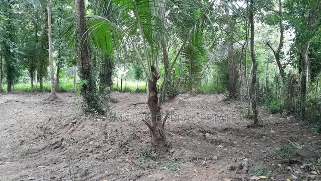 Coconut Cultivation Land for Sale – Near Badalgama Town