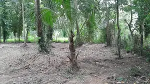 Coconut Cultivation Land for Sale – Near Badalgama Town