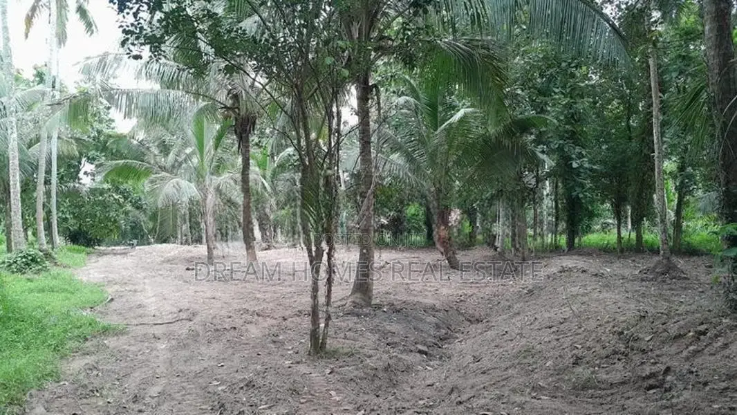 Coconut Cultivation Land for Sale – Near Badalgama Town