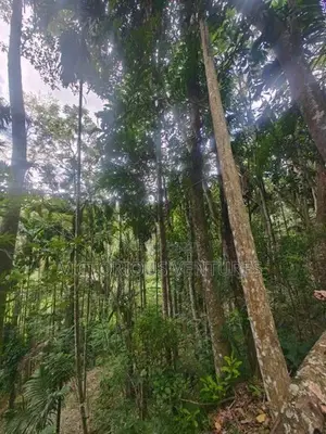 100p Scenic Land for Sale in Ella, just 2km from Ella town