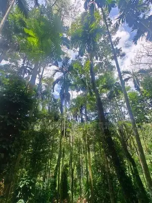 100p Scenic Land for Sale in Ella, just 2km from Ella town