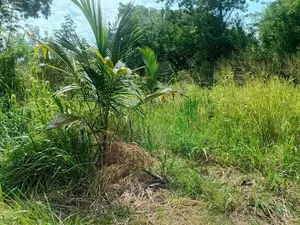 Anuradhapura Land for Sale