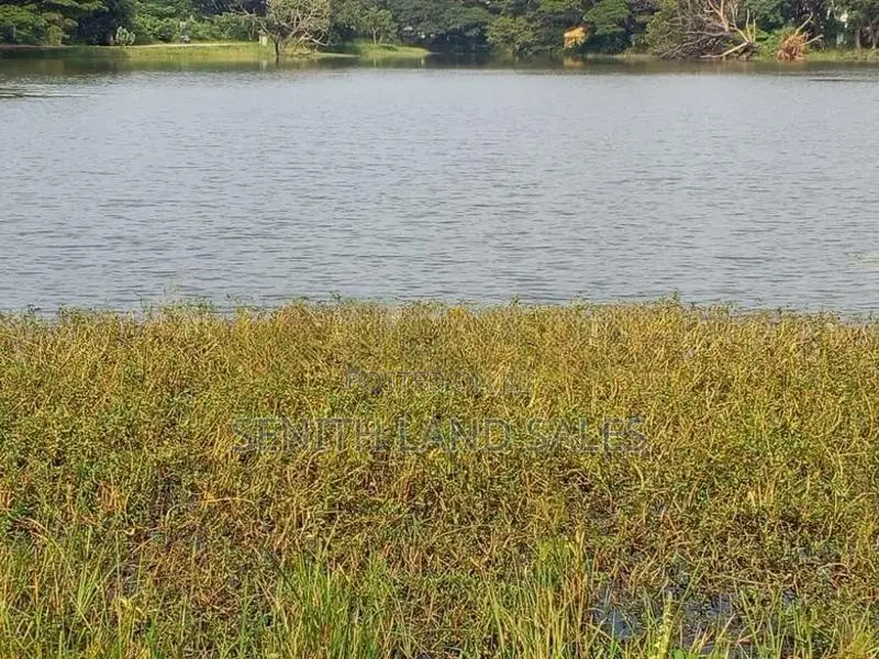 දඹුල්ල අවටින් වැවකට යාබදව ප්වස් 400 ක් ව්කිණිමට ඇත