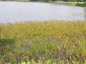 දඹුල්ල අවටින් වැවකට යාබදව ප්වස් 400 ක් ව්කිණිමට ඇත
