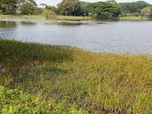 දඹුල්ල අවටින් වැවකට යාබදව ප්වස් 400 ක් ව්කිණිමට ඇත