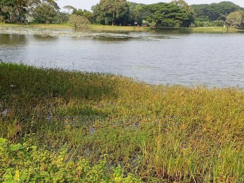 දඹුල්ල අවටින් වැවකට යාබදව ප්වස් 400 ක් ව්කිණිමට ඇත
