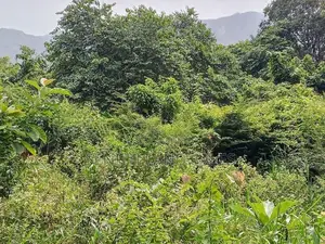 දඹුල්ල අවටින් වැවකට යාබදව ප්වස් 400 ක් ව්කිණිමට ඇත
