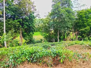 367 Perches Scenic Land for Sale in Ahangama.