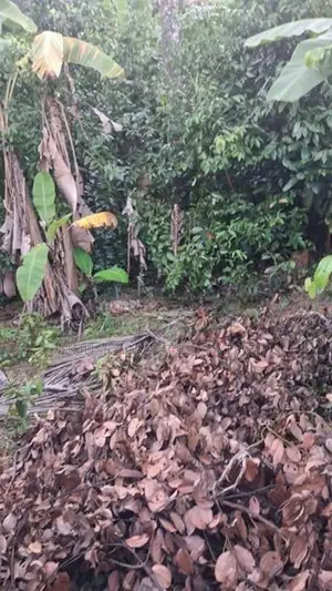 Valuable Land for Sale in Ranala