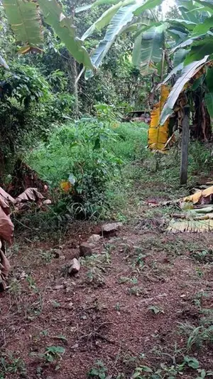 Valuable Land for Sale in Ranala