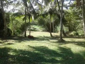 Riverfront Bungalow with 115 Perches for Sale – Polgahawela